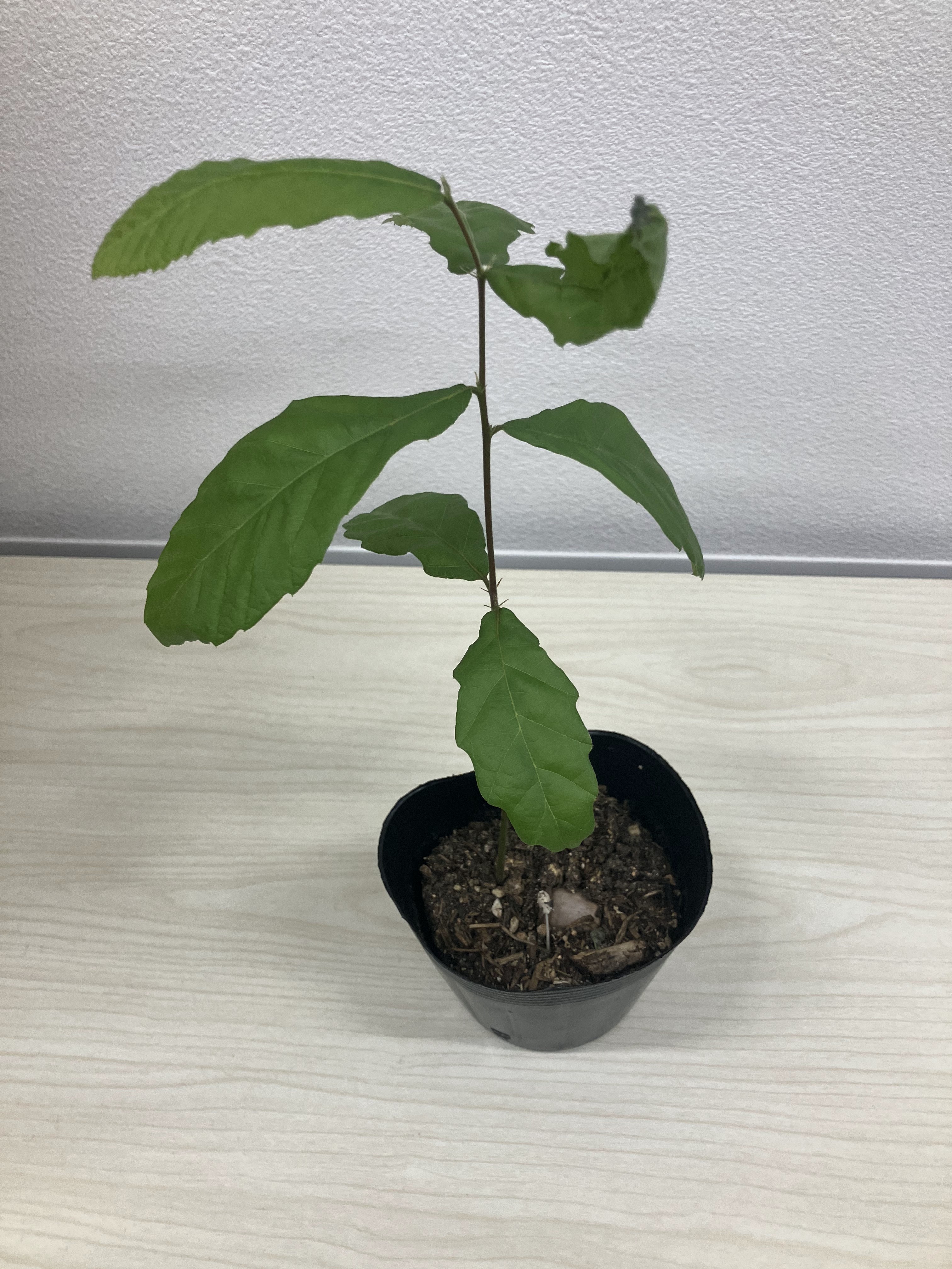 企業SDGs取り組み写真