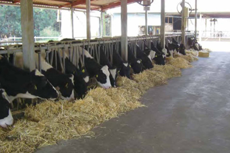 牛舎で飼料を食べている牛たちの姿
